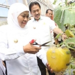 Khofifah saat Panen Melon Prima kualitas super berbentuk hati di UPT Pengembangan Agrobisnis Tanaman Pangan dan Holtikultura, Desa Lebo, Sidoarjo, Rabu (15/5). foto: DIDI/ BANGSAONLINE