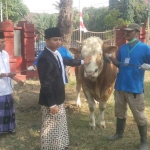 Bupati Arifin saat menyerahkan sapi kurban pada Takmir Masjid Agung Trenggalek. foto: HERMAN/ BANGSAONLINE