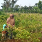 Salah satu petani tengah memanen cabai di ladang.