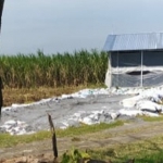 Tumpukan limbah B3 yang berada di halaman sebuah bangunan kandang ayam berlokasi di tengah areal persawahan. 