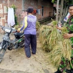 Sertu Erhandi sedang membantu panen padi.