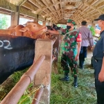 Babinsa Sidotopo, Koptu Bambang, saat mengawasi RPH di Jalan Pegirian, Surabaya.