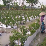 Keadaan persawahan di Bojonegoro yang terendam air hujan. foto: eky nurhadi/ BANGSAONLINE