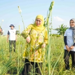 Khofifah Indar Parawansa saat memanen bunga sedap malam di Desa Pekoren Rembang, Kabupaten Pasuruan, Ahad (29/9/2024). Foto: istimewa