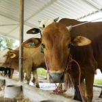 Sapi bantuan dari pemerintah untuk Kelompok Peternakan Sapi di Kabupaten Kediri. foto: ist.