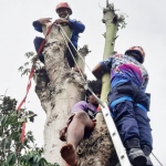 Dengan cekatan, petugas Damkar Kabupaten Blitar mengevakuasi seorang pria dengan kondisi masih pingsan dari atas pohon randu.  