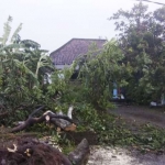 Pohon-pohon tumbang akibat puting beliung.