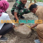 Petugas saat mengukur lingkaran pohon miri yang ditebang. Foto: MUJI HARJITA/BANGSAONLINE