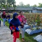 Warga beramai-ramai petik buah hasil budi daya PG dalam PAE. foto: SYUHUD/ BANGSAONLINE