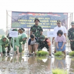 Penanaman padi dalam rangka TMMD ke-120 di Desa Penambangan, Balongbendo, Kamis (9/5/2024). Foto: Ist.