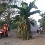 Warga memberi tanda pohon pisang, untuk meminimalisir kecelakaan. Foto: fery/BANGSAONLINE