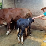 drh Pujiono, Petugas Lapangan DKPP Kota Kediri saat mengecek kondisi sapi. foto: ist.