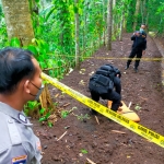 Unit Jibom Satbrimobda Polda Jatim saat mengevakuasi granat nanas.