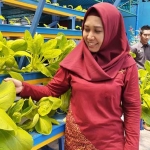 Wali Kota Mojokerto Ika Puspitasari sedang melihat hasil tanaman hortikultura.