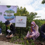 TJSL penanaman mangrove.