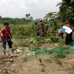 Tanaman penggarap lama di lahan milik TNI AU pasca diratakan buldozer. foto: AKINA/ BANGSAONLINE