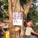 Poster ajakan coblos kotak kosong terpasang di pohon besar di Desa Kembangan, Kebomas. FOTO: SYUHUD/BANGSAONLINE.com