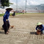 Penanaman rumput di Stadion Gelora 10 November atau Stadion Tambaksari Surabaya sesuai standar yang ditetapkan FIFA. (foto: ist).