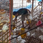 Puluhan ayam milik Joyo Waras meninggal tiap harinya akibat cuaca panas.