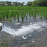 Air tanah yang dipakai para petani untuk mengairi sawahnya.