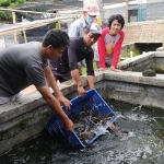 Anggota Pokdakan Makmur Sejahtera, saat melepas indukan lele ke kolam. 