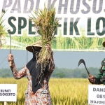 Bupati Ikfina bersama jajaran forkopimda ketika memanen padi unggul di Mojoanyar.