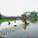 Ilustrasi Petani