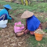Petani bawang merah di Desa Kembangbilo terpaksa panen lebih awal karena serangan hama ulat.