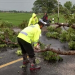 Petugas dari Satlantas Polres Ngawi saat mengevakuasi pohon tumbang akibat hujan disertain angin, Sabtu (8/10/2022).