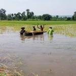 Petani Tulungagung terpaksa melakukan panen lebih awal untuk mencegah kerugian yang lebih besar lagi. 