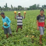 Heri (kanan) petani blewah yang videonya viral di medsos. foto: AAN AMRULLOH/ BANGSAONLINE