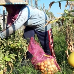 Seorang petani saat memanen tomat. (foto: MUJI HARJITA/ BANGSAONLINE)