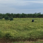 Petani saat memanen cabainya. (Muji Harjita).