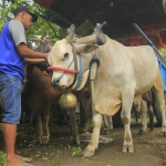 Sapi adalah hewan berkuku genap yang rentan tertular penyakit mulut dan kuku (PMK). foto: ist.