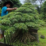 Bonsai jenis kimeng yang dihargai Rp500 juta saat dilakukan perawatan. Foto: MUJI HARJITA/ BANGSAONLINE