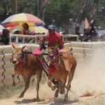 Karapan sapi di Bangkalan.