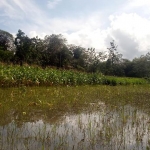 Lahan pertanian di Trenggalek yang rusak akibat banjir.