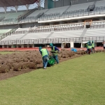 Para petugas dari DPRKPCKTR Kota Surabaya tampak sibuk melakukan pengupasan rumput Stadion GBT. (foto: ist).