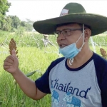 Romo Hardo, saat menunjukan hamparan hijau tanaman padinya. foto: MUJI HARJITA/ BANGSAONLINE