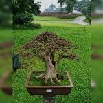 Bonsai Serut (Sterblus Asper) yang harganya bisa mencapai Rp 60 Juta.