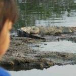 Seorang anak yang sedang mengamati seekor buaya yang muncul di Kali Porong. (foto: khumaidi/BANGSAONLINE)