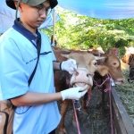 Petugas sedang melakukan pemeriksaan hewan kurban. foto: ist.