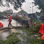 Petugas gabungan saat membersihkan pohon tumbang di tengah jalan. Foto: Ist