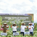 Direktur Operasi dan Produksi Petrokimia Gresik, Digna Jatiningsih (tengah), saat panen edamame di Desa Rowo Tengah, Kecamatan Sumberbaru, Jember. Foto: Ist