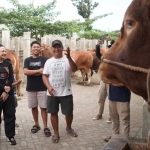 Bupati Kediri Hanindhito Himawan Pramana bersama istri Eriani Annisa Hanindhito, saat membeli empat ekor sapi. Foto: Ist. 