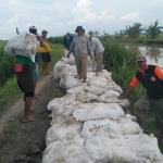 Puluhan pengurus Hippa Desa Pucangarum saat melakukan kerja bakti peninggian tanggul.