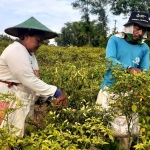 Listiono bersama istri sedang memanen cabai merah di ladangnya.