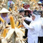 Gubernur Jawa Timur Khofifah Indar Parawansa saat panen raya jagung bersama masyarakat Samin Bojonegoro, Minggu (23/2) siang. foto: istimewa/ bangsaonline.com