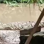 Penampakan buaya yang muncul di Desa Kebonagung saat terjadi banjir.