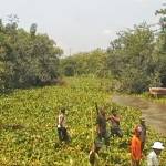 Warga membersihkan eceng gondok di aliran sungai sadar. foto: ahmad gunadhi/harian bangsa